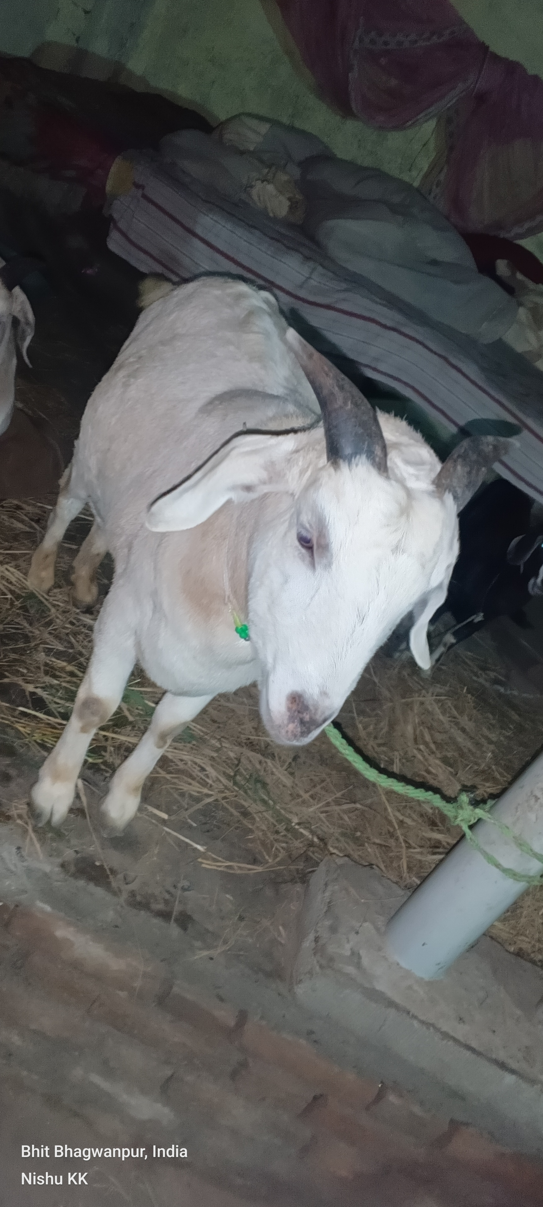 bakra image