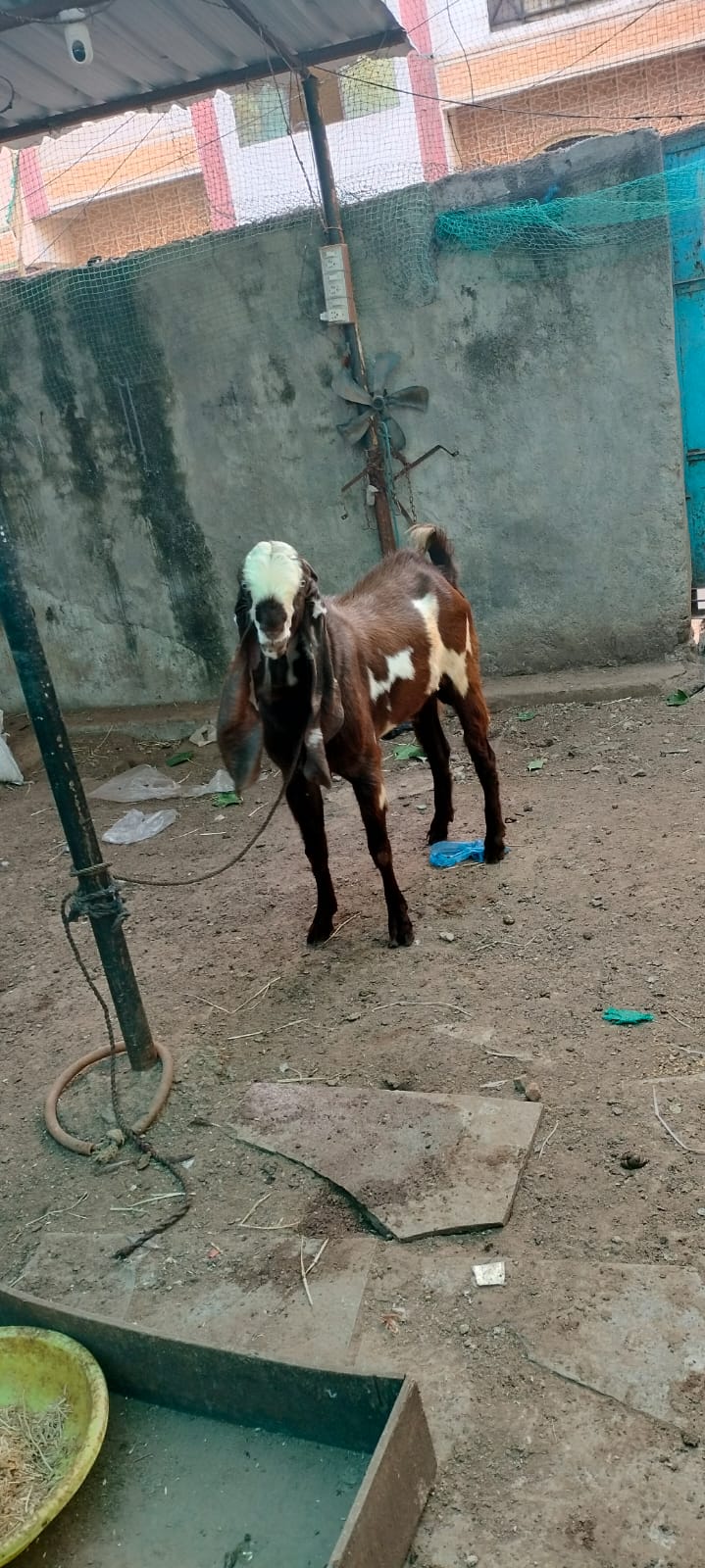 bakra image
