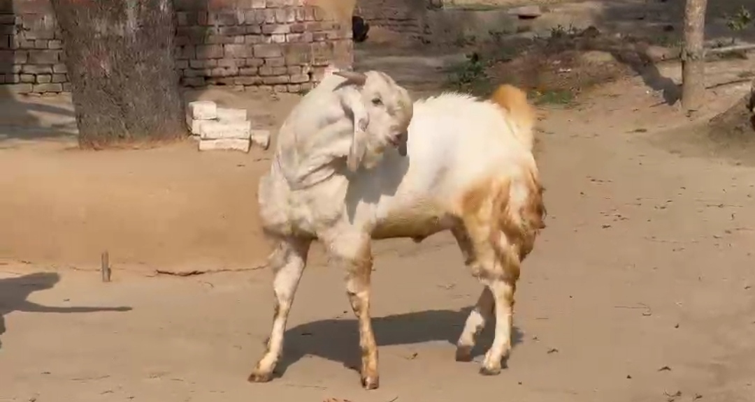 bakra image