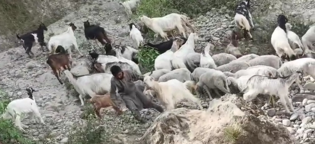bakra image