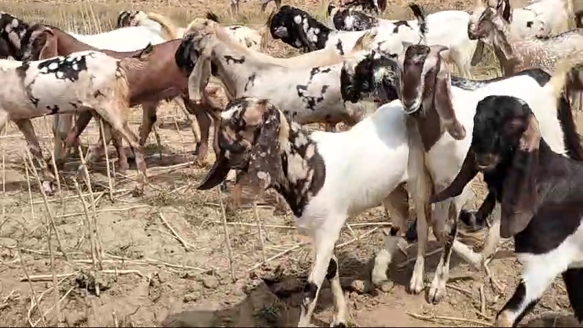 bakra image